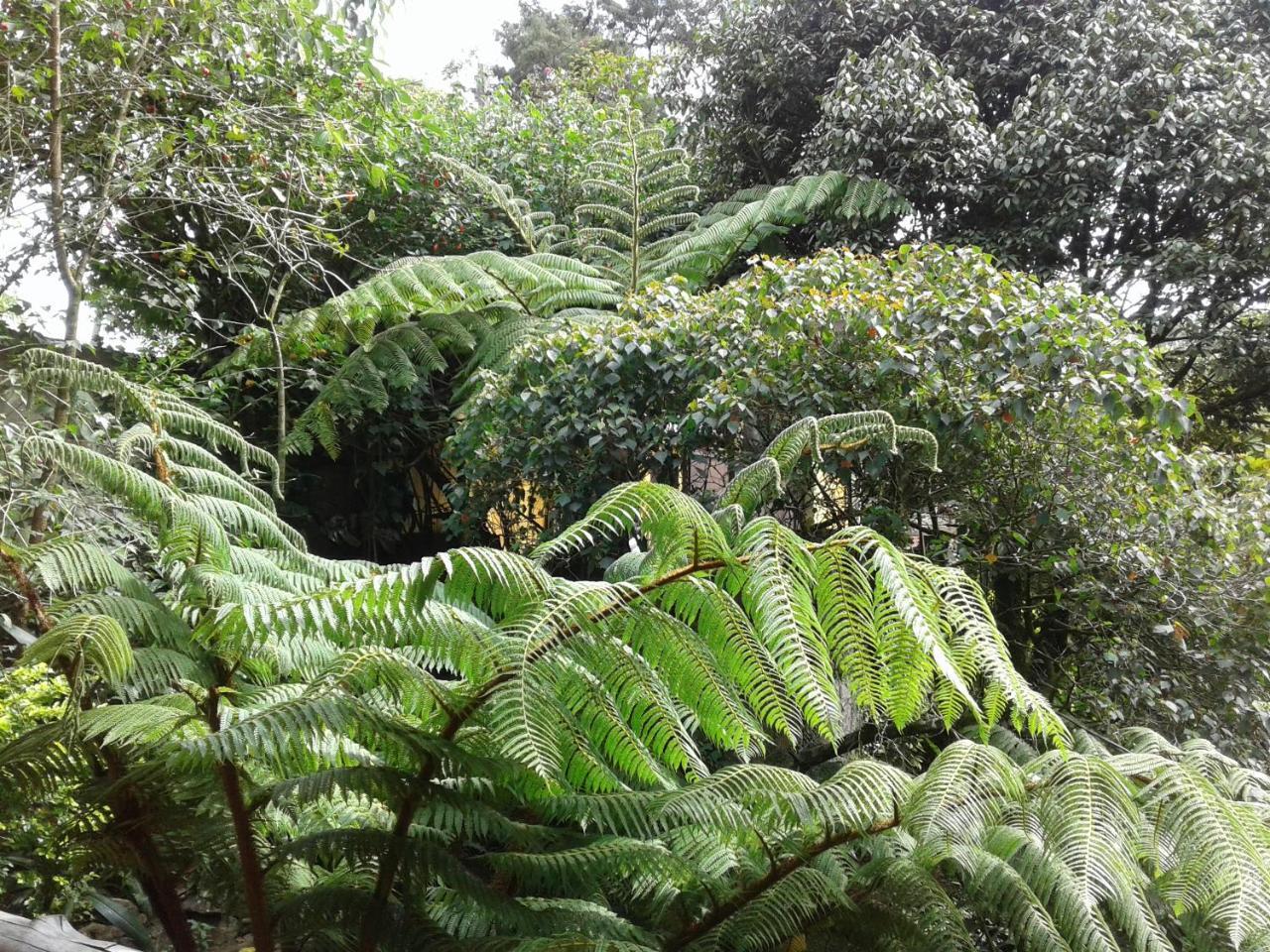 King Fern Cottage Nuwara Eliya Eksteriør bilde